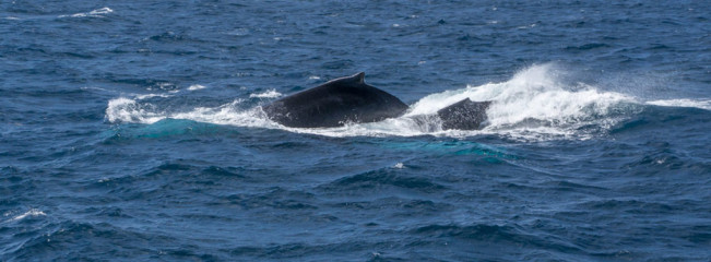 Dominican Republic, Silverbanks, Humpback whales
