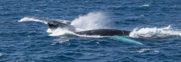 Dominican Republic, Silverbanks, Humpback whales
