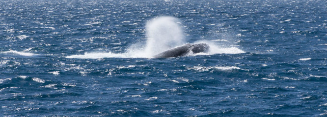 Dominican Republic, Silverbanks, Humpback whale