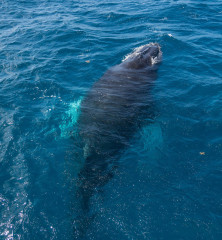 Dominican Republic, Silverbanks, Humpback whale