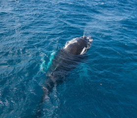 Dominican Republic, Silverbanks, Humpback whale blowhole