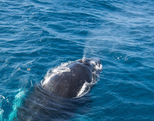Dominican Republic, Silverbanks, Humpback whale blowhole
