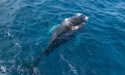 Dominican Republic, Silverbanks, Humpback whale