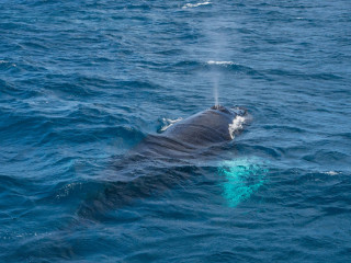 Dominican Republic, Silverbanks, Humpback whale