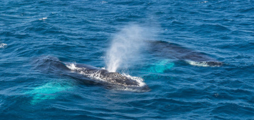 Dominican Republic, Silverbanks, Humpback whales