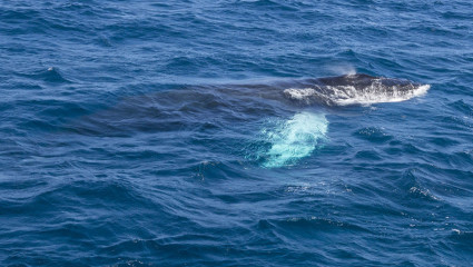 Dominican Republic, Silverbanks, Humpback whale