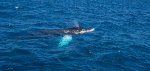 Dominican Republic, Silverbanks, Humpback whale