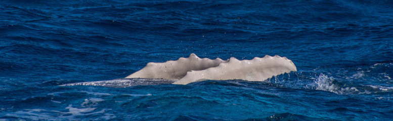 Dominican Republic, Silverbanks, Humpback whale pectoral fins