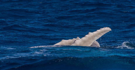 Dominican Republic, Silverbanks, Humpback whale pectoral fins