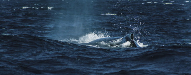 Dominican Republic, Silverbanks, Humpback whale