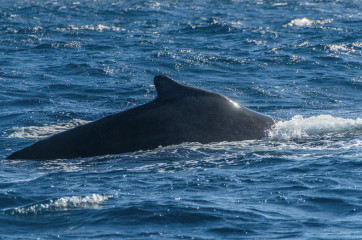 Dominican Republic, Silverbanks, Humpback whale