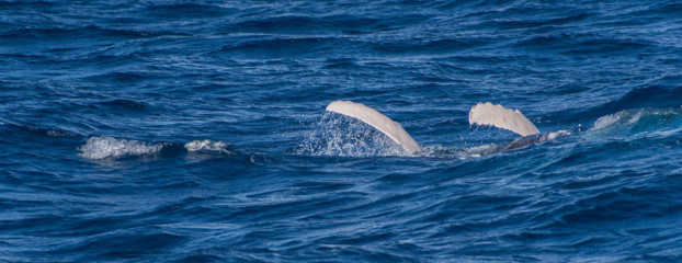 Dominican Republic, Silverbanks, Humpback whale pectoral fins
