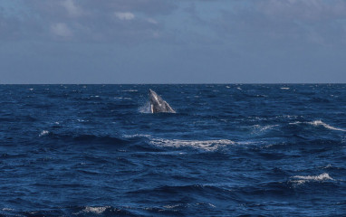 Dominican Republic, Silverbanks, Humpback whale breach