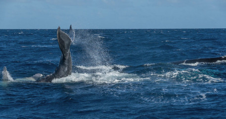 Dominican Republic, Silverbanks, Humpback whales