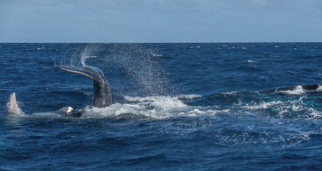 Dominican Republic, Silverbanks, Humpback whale