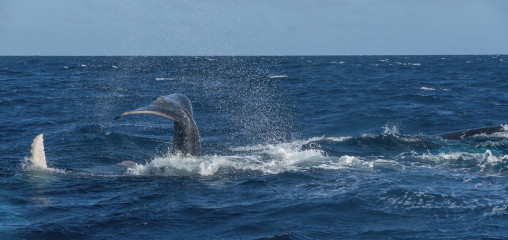 Dominican Republic, Silverbanks, Humpback whale