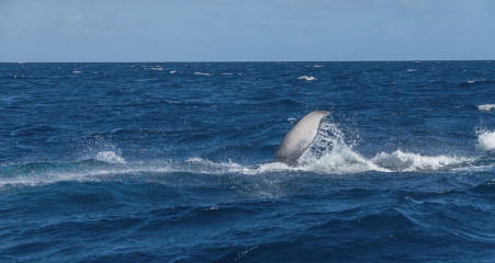 Dominican Republic, Silverbanks, Humpback whale pectoral fin