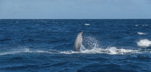 Dominican Republic, Silverbanks, Humpback whale pectoral fin