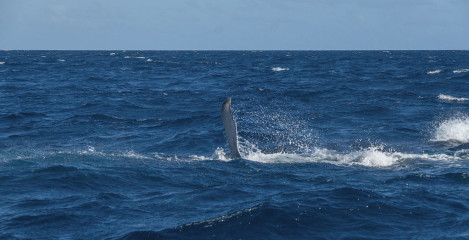 Dominican Republic, Silverbanks, Humpback whale pectoral fin