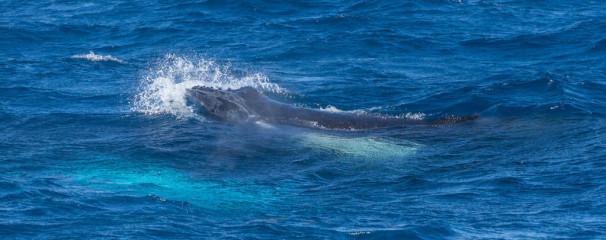 Dominican Republic, Silverbanks, Humpback whale rostrum
