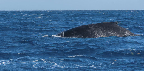 Dominican Republic, Silverbanks, Humpback whale