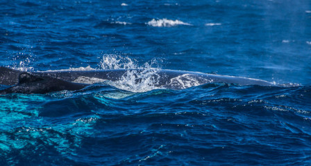 Dominican Republic, Silverbanks, Humpback whale