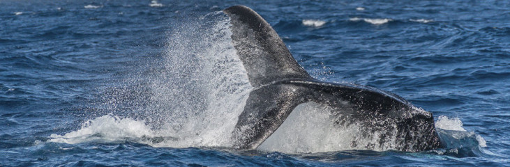 Dominican Republic, Silverbanks, Humpback whale fluke