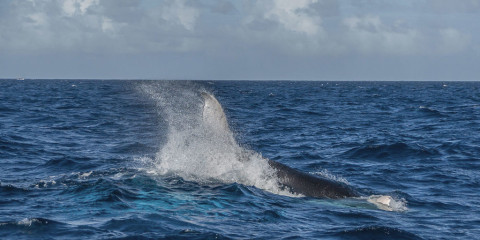 Dominican Republic, Silverbanks, Humpback whale