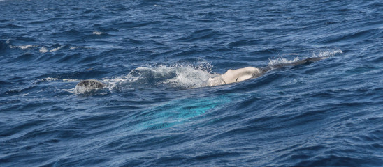 Dominican Republic, Silverbanks, Humpback whale pectoral fins