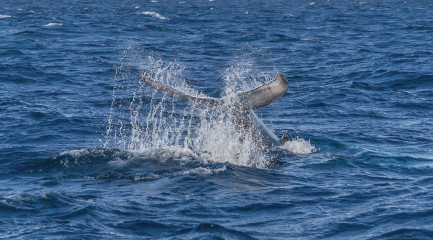 Dominican Republic, Silverbanks, Humpback whale fluke