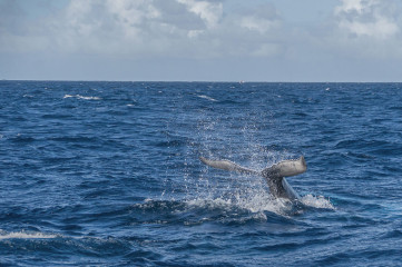 Dominican Republic, Silverbanks, Humpback whale