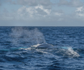 Dominican Republic, Silverbanks, Humpback whale