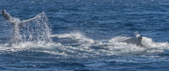 Dominican Republic, Silverbanks, Humpback whales