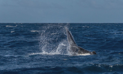 Dominican Republic, Silverbanks, Humpback whale