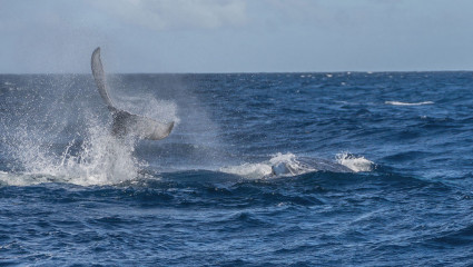 Dominican Republic, Silverbanks, Humpback whale