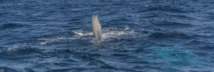 Dominican Republic, Silverbanks, Humpback whale