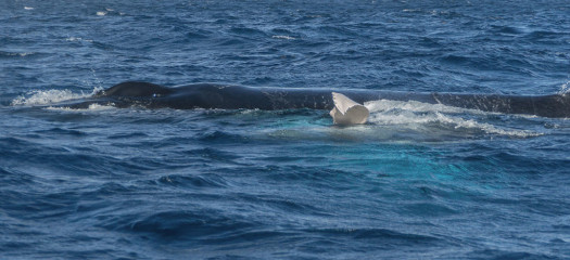Dominican Republic, Silverbanks, Humpback whale