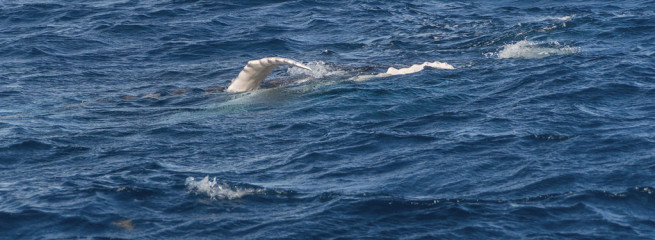 Dominican Republic, Silverbanks, Humpback whale