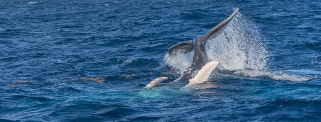 Dominican Republic, Silverbanks, Humpback whale