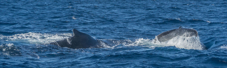 Dominican Republic, Silverbanks, Humpback whale