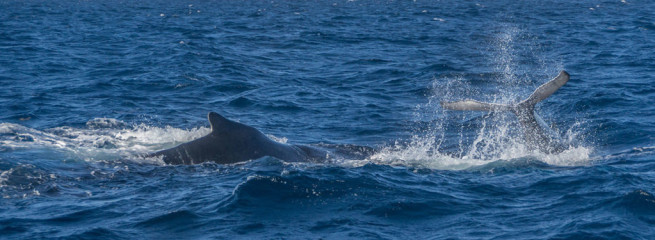 Dominican Republic, Silverbanks, Humpback whale