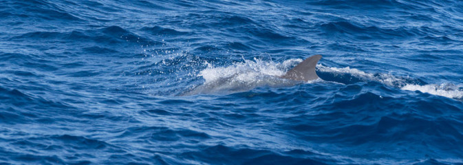 Dominican Republic, Silverbanks, dolphin