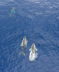 Dominican Republic, Humpback whales