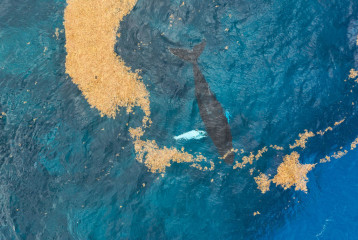 Dominican Republic, Humpback whale