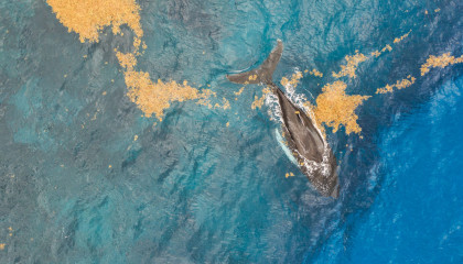 Dominican Republic, Humpback whale