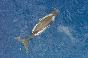 Dominican Republic, Humpback whale