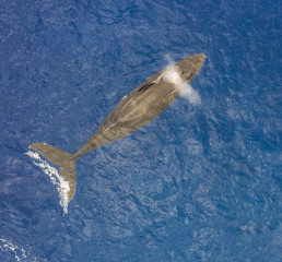 Dominican Republic, Humpback whale