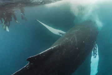 Dominican Republic, Silverbanks, Humpback whale