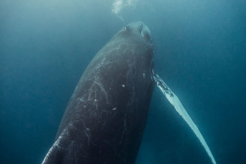 Dominican Republic, Silverbanks, Humpback whale