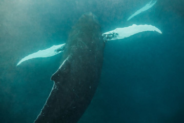 Dominican Republic, Silverbanks, Humpback whale